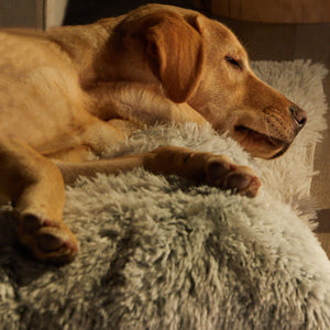 Cama para Perros de Felpa Ultrasuave , Colchoneta Mullida con Relleno de Alta Elasticidad, Versátil para Cama y Jaula, para Perros Pequeños, Medianos y Grandes